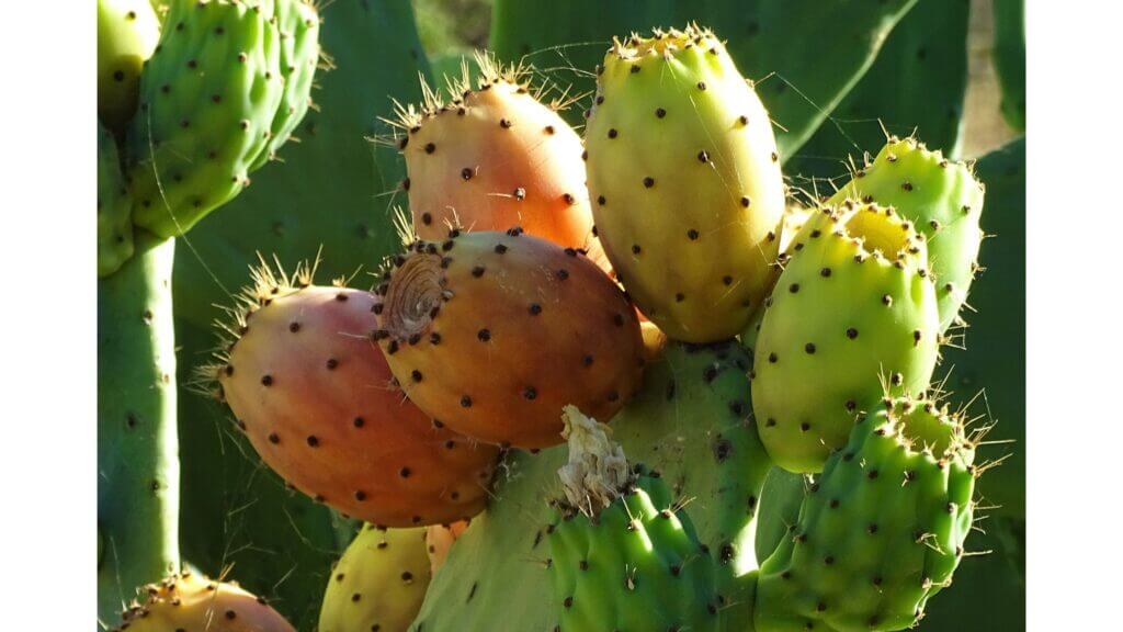 Cactus Fruit Benefits
