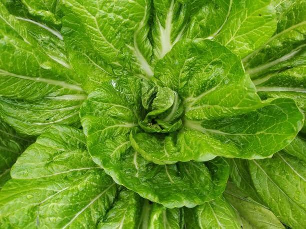 What is Hydroponic Lettuce