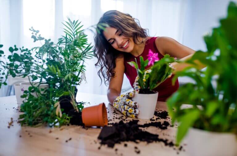 The 10 Best Plants for air purification in the home