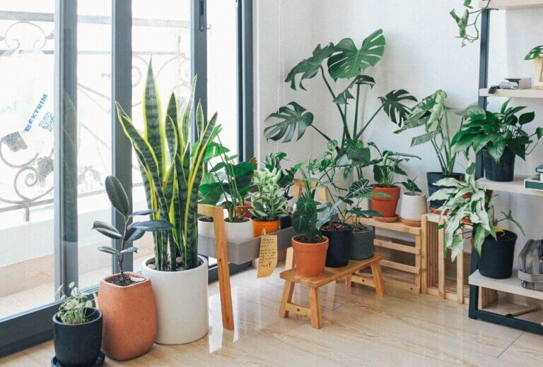 7 Best Houseplants For Anxiety and Depression Relief