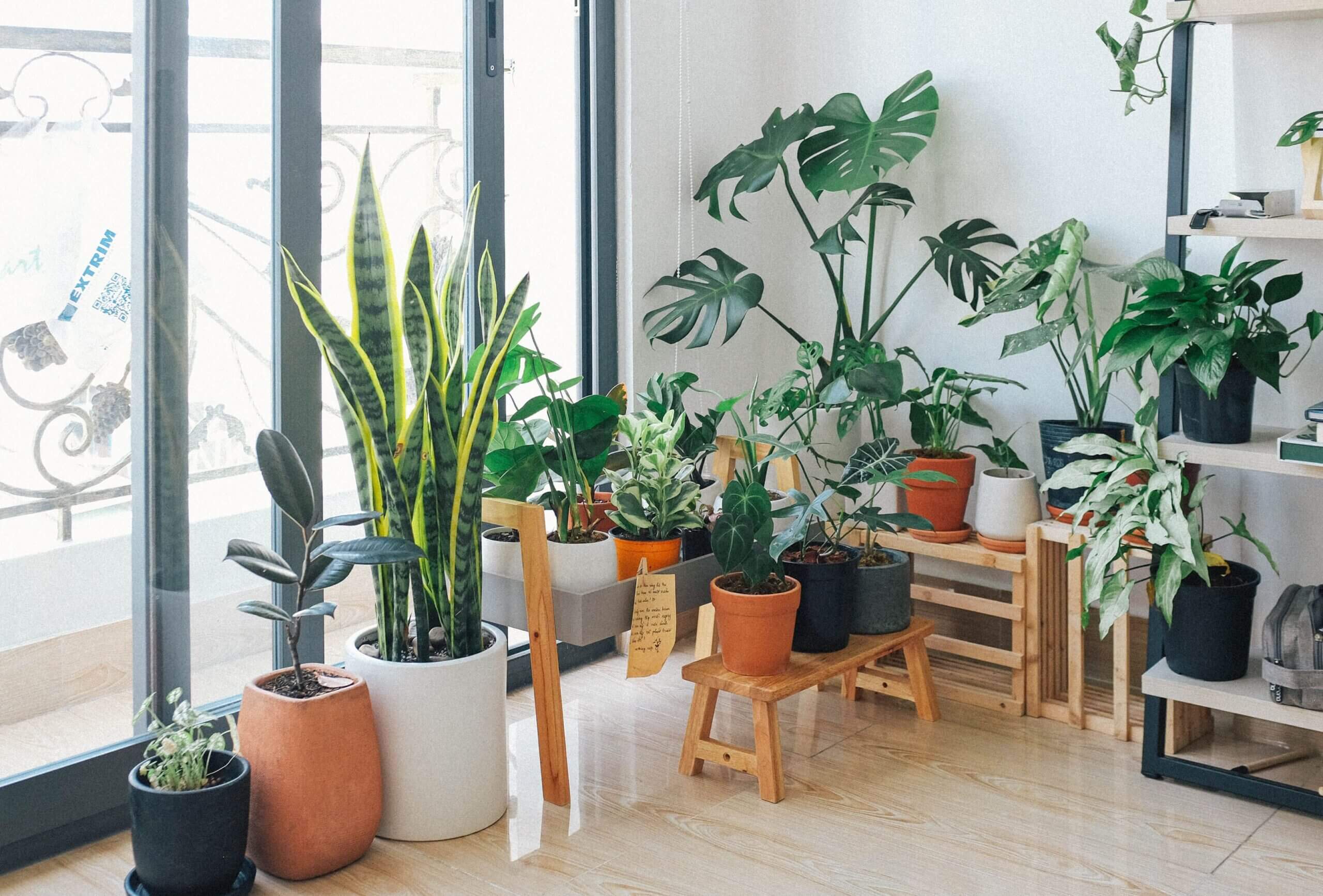 Houseplants for anxiety and depression