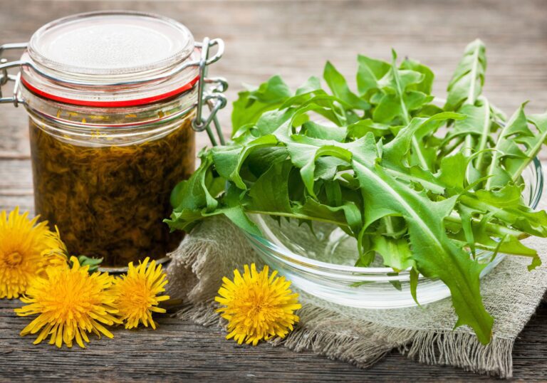 Side Effects of Eating Dandelions: Exploring the Health Implications